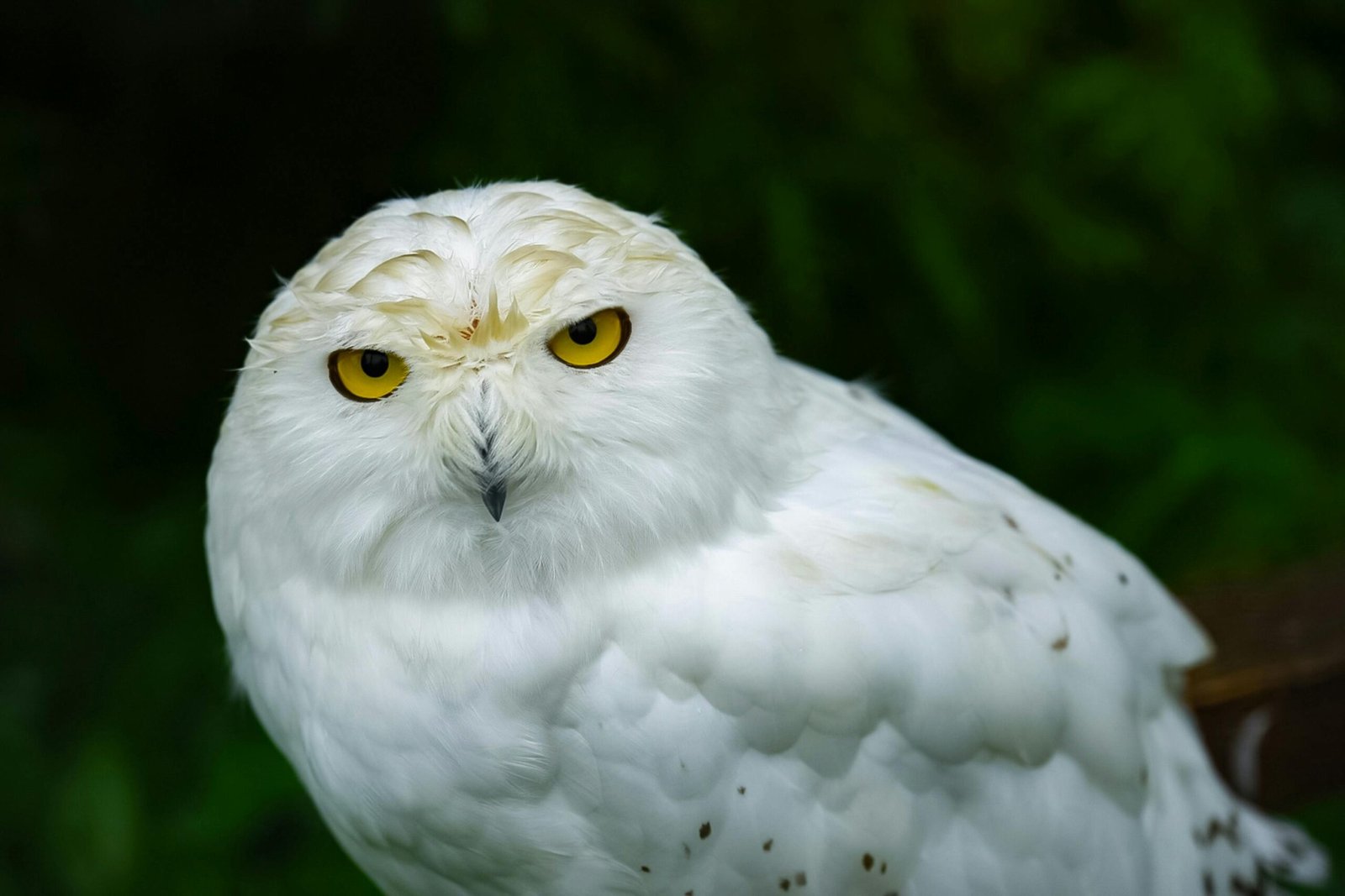 The Allure of Best Diving Watches for Men