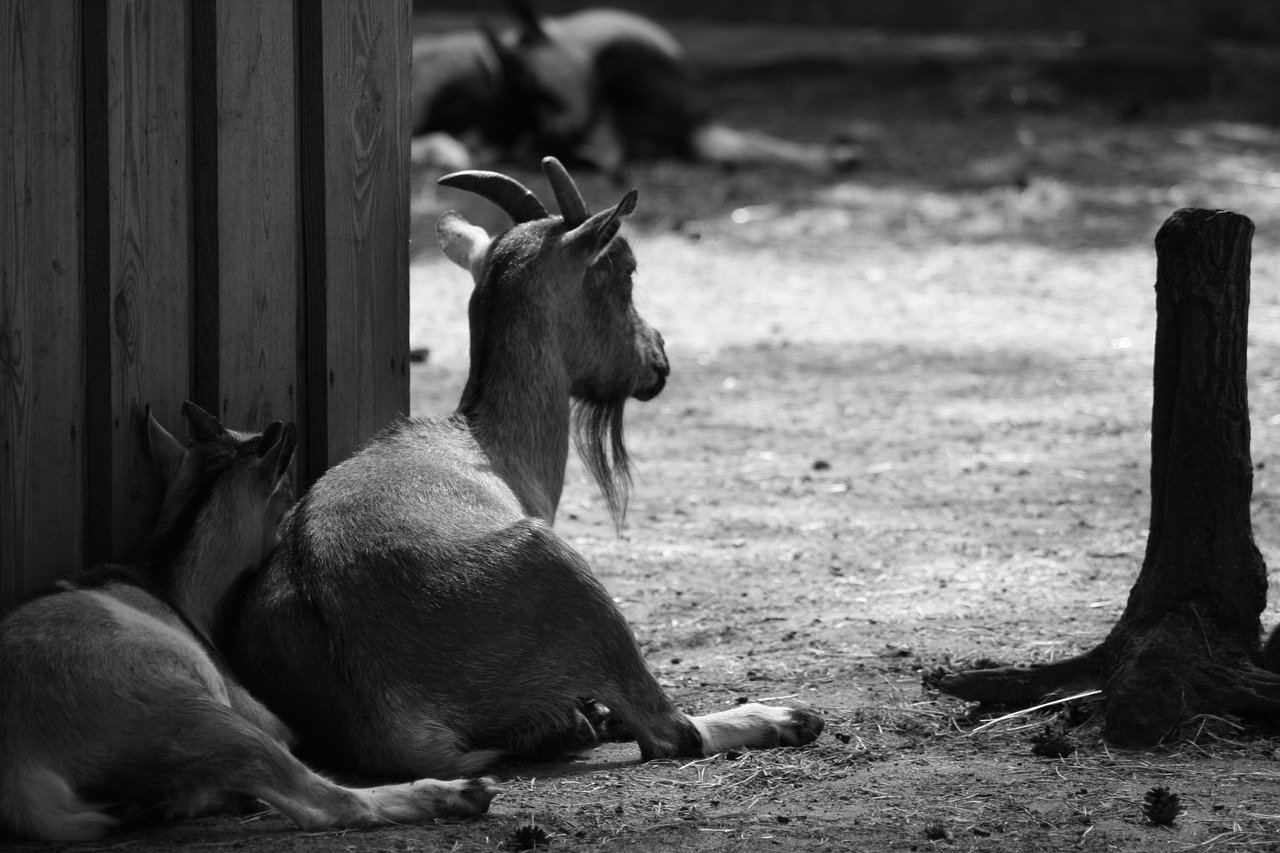 The Subtle Allure of White Watches for Men